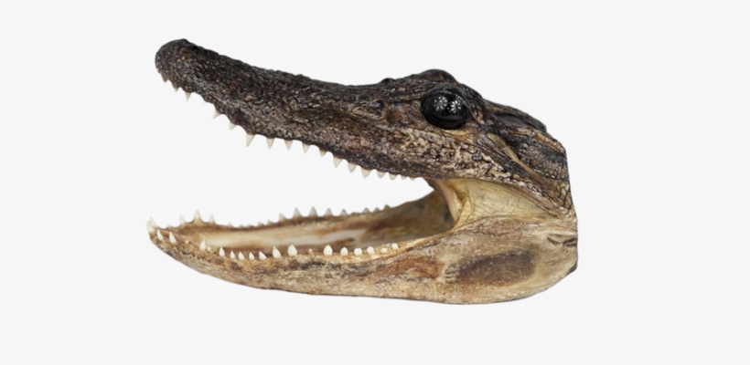 Alligator King - American Crocodile, transparent png download