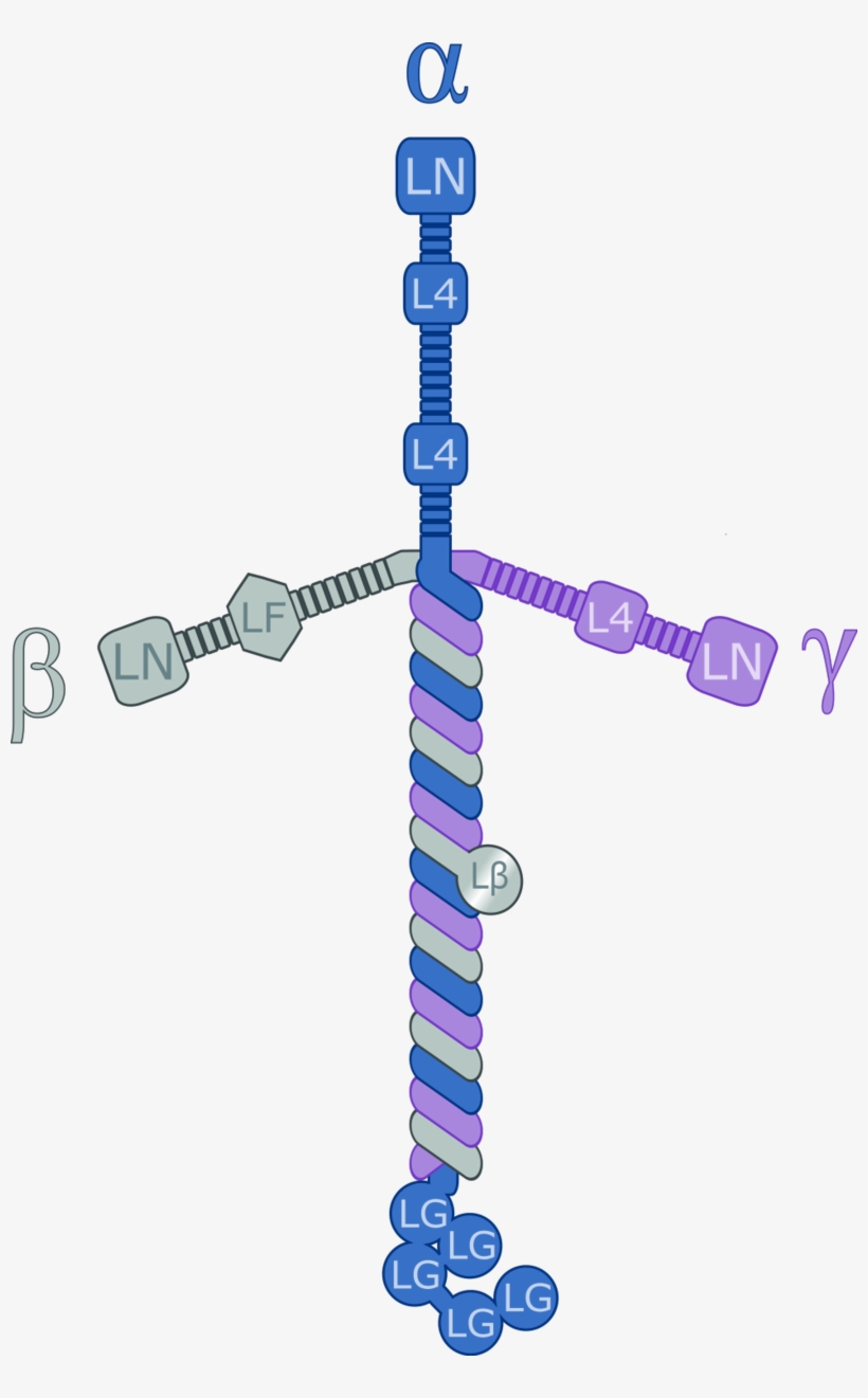 Regenerative Bandage Heals Wounds Using Skin Protein - Laminin Protein, transparent png download