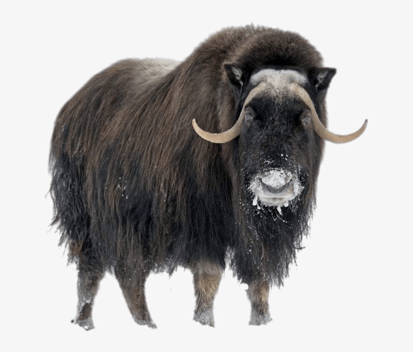 List 91+ Pictures images of musk ox Sharp List 91+ Pictures images of musk ox Sharp