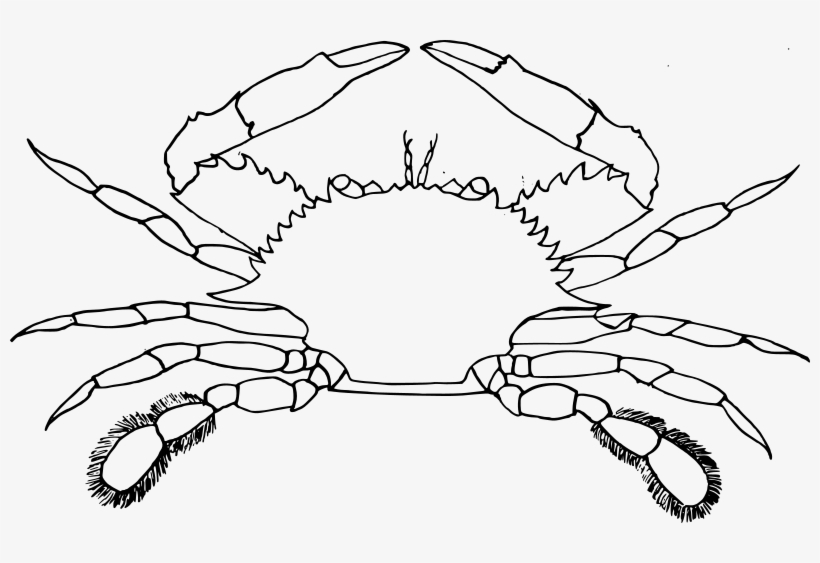 Medium Image - Clip Art Image Of Crab, transparent png download