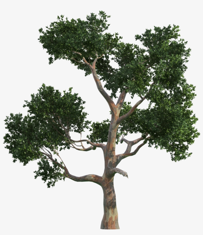 Trees Tree Vecteur Gratis Png Image High Quality Clipart, transparent png download