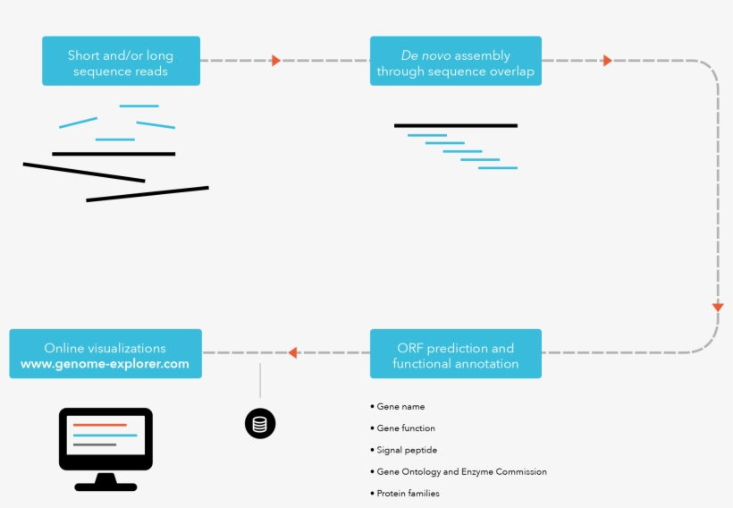 Genome Assembly - Diagram, transparent png download
