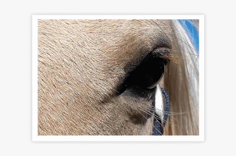 En Que Soñamos - Mare, transparent png download