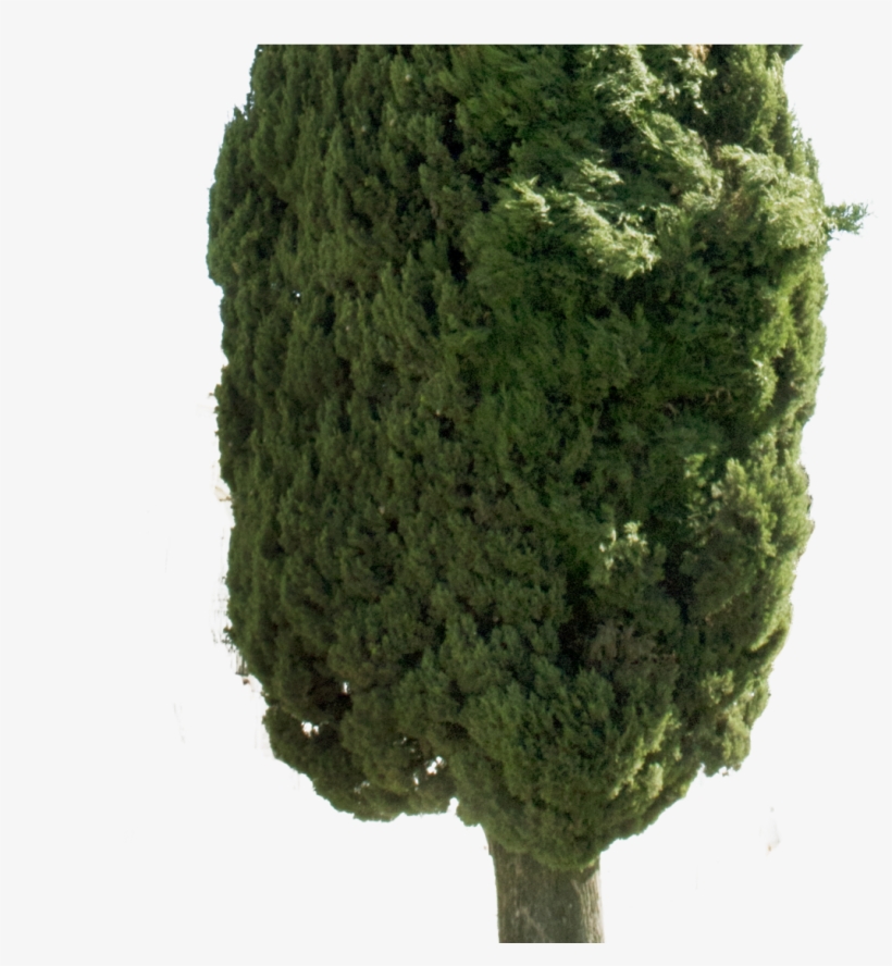Cupressus Sempervirens Png, transparent png download