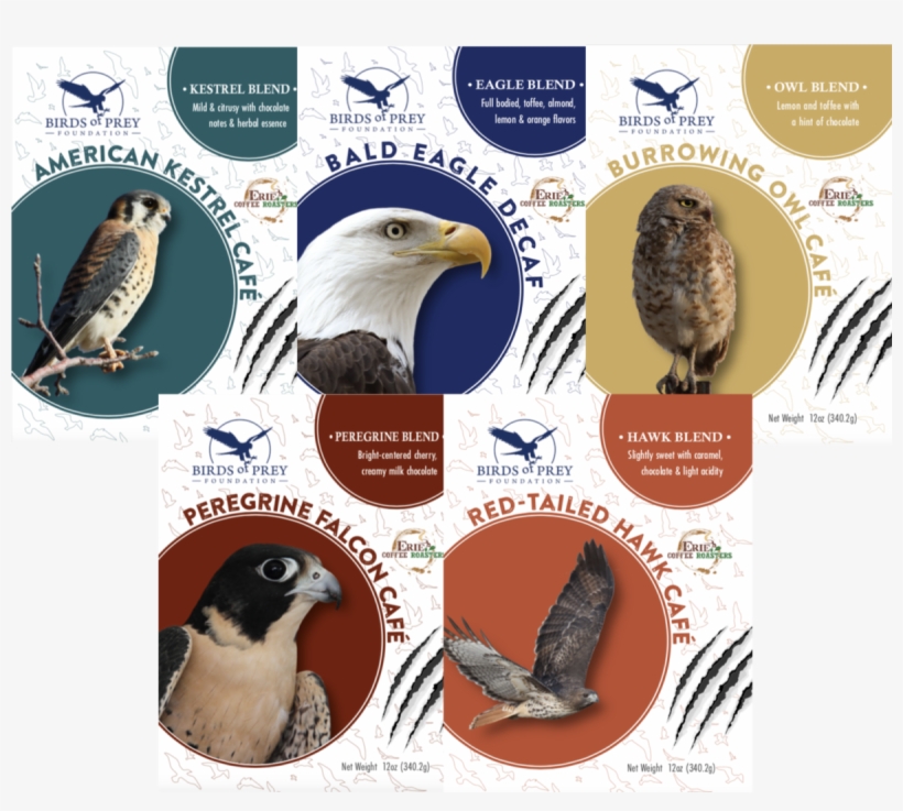 The Raptor Collection - Bald Eagle, transparent png download