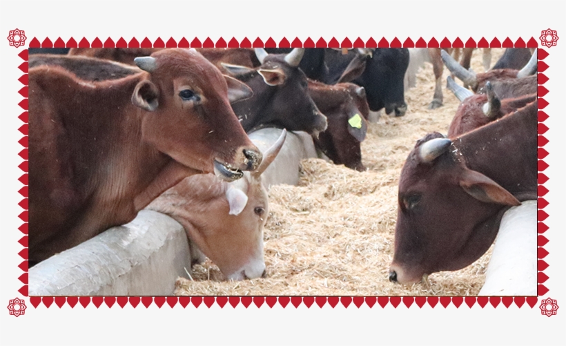 Gau Sewa - Dairy Cow, transparent png download