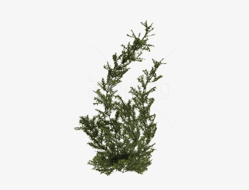 Free Png Download Plants Png Images Background Png - Underwater Plant Png, transparent png download