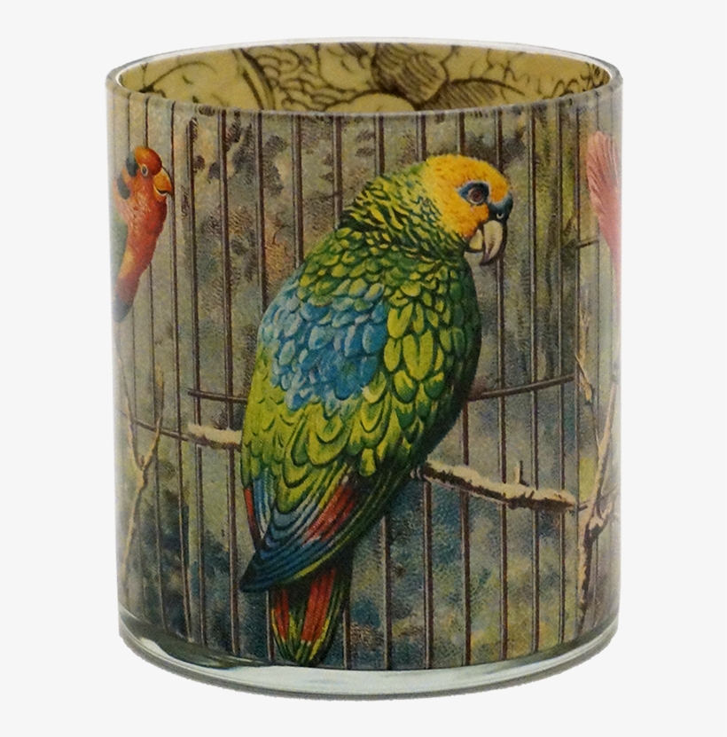 Parakeet, transparent png download