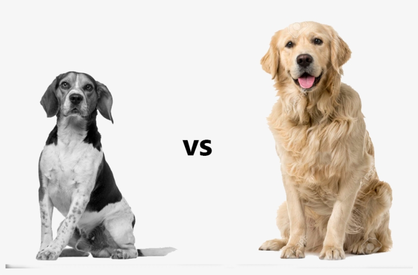 Information Which Helps You Identify Which Dog Is The - Pig Dog What's The Difference, transparent png download