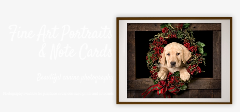 Browse Puppy Collections By Category - Cocker Spaniel, transparent png download