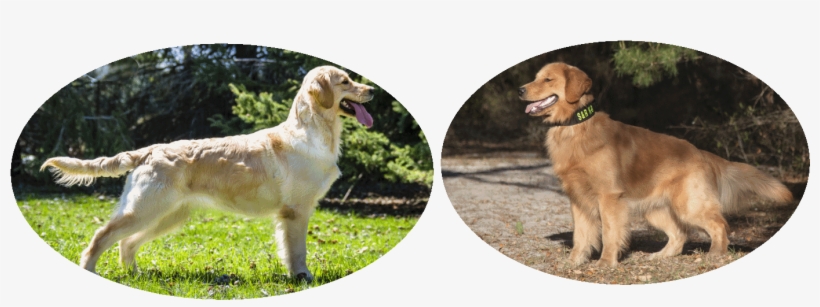 Prima Will Be Bred To Floki With Puppies Ready For - Golden Retriever, transparent png download