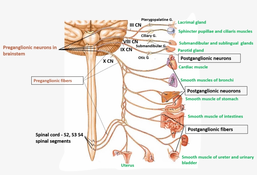 Parasympathetic Innervation - Diagram, transparent png download