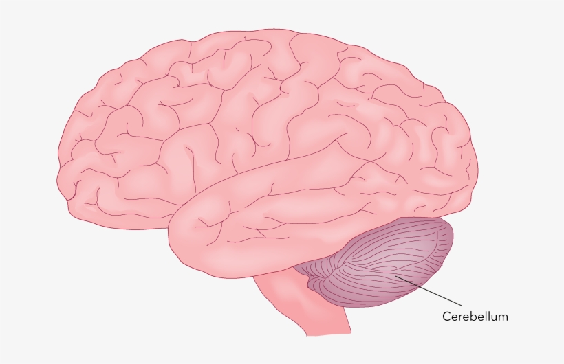 Figure 27 - 24 - Cerebellum - A Major Motor Part Of - Brain (as Food), transparent png download
