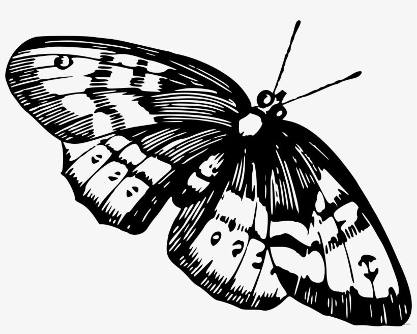 Clip Royalty Free Stock Page Of Clipartblack Com Animal - Butterfly, transparent png download