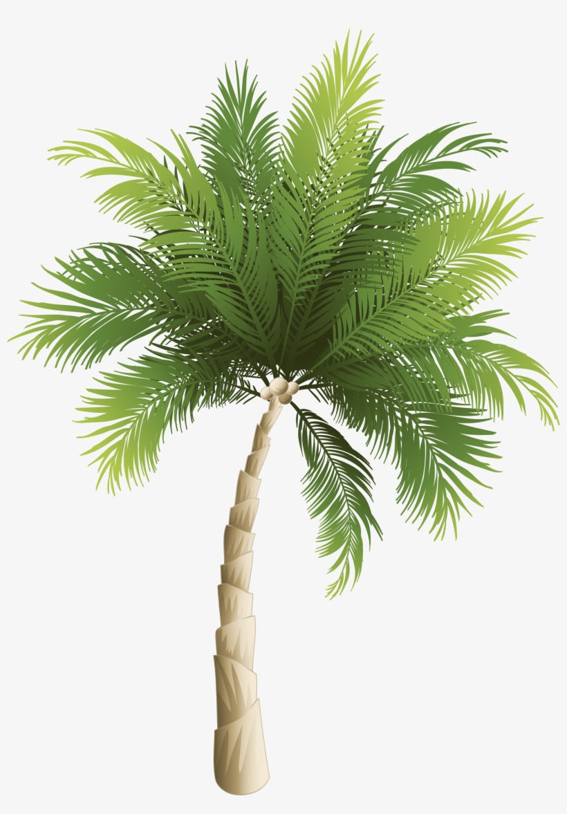 Yükle Phoenix Canariensis Transparent & Png Clipart, transparent png download