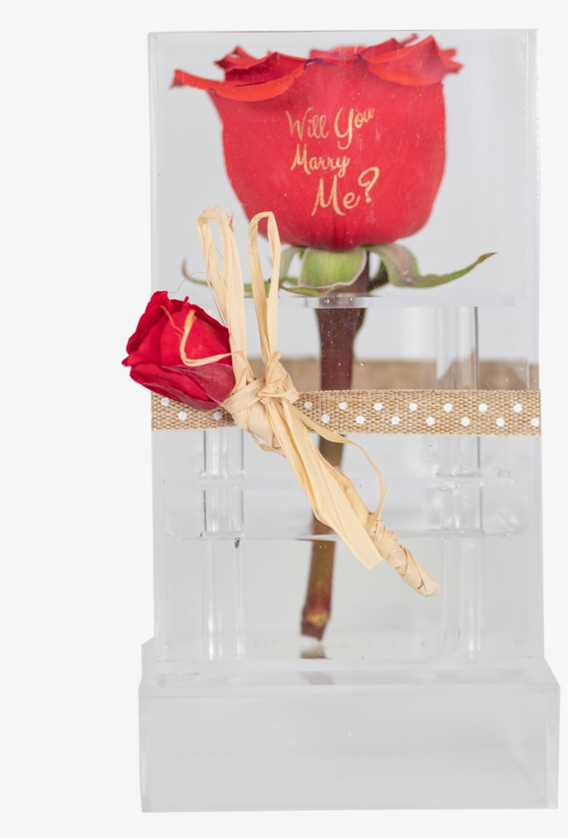 Preserved Rose In A Clear Acrylic Box - Garden Roses, transparent png download