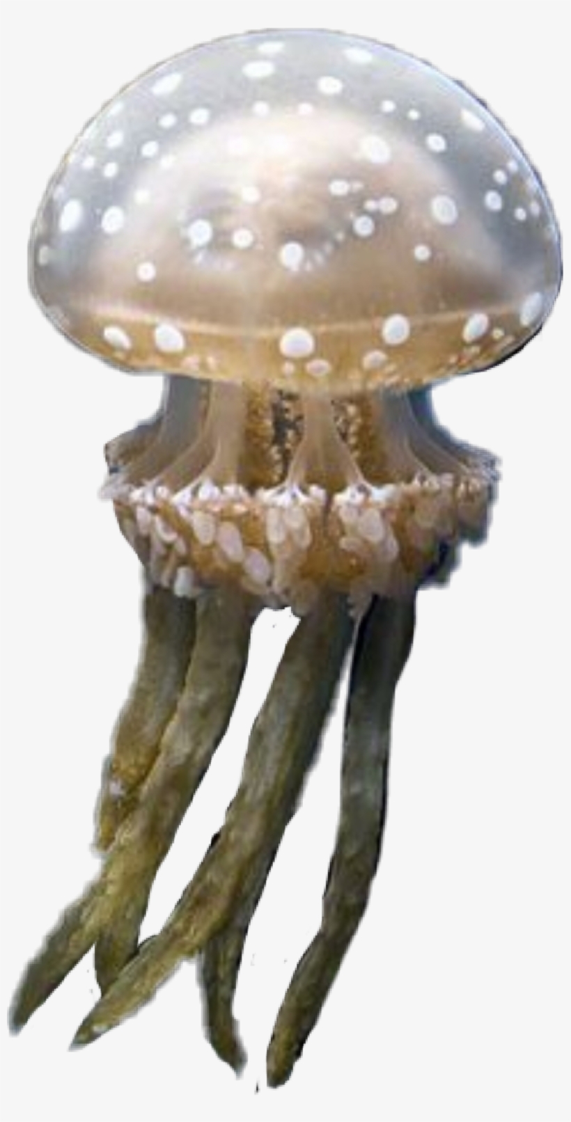 Jellyfish Sticker - Russula Integra, transparent png download