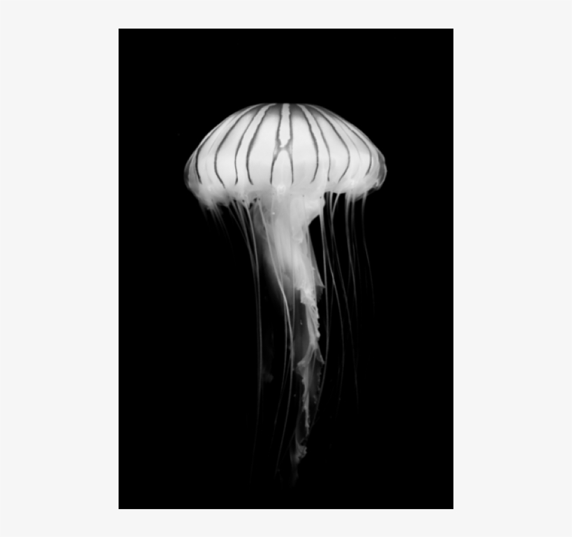 Poster - Jellyfish - Jellyfish, transparent png download