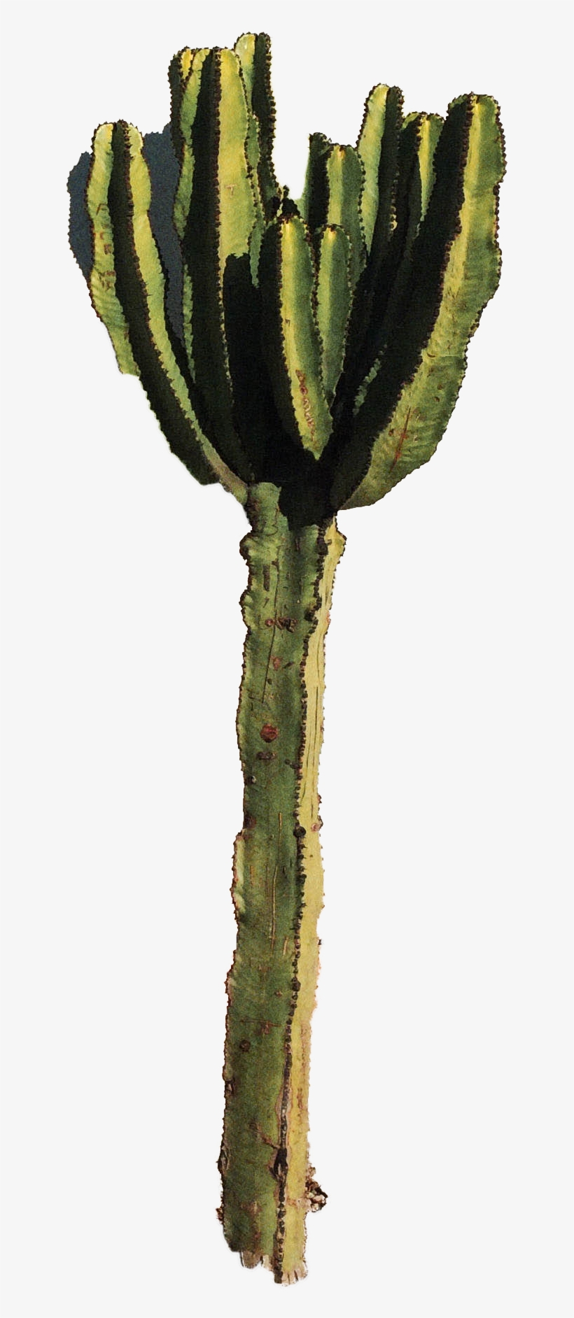 Cactus Wallpaper For Walls - Hedgehog Cactus, transparent png download