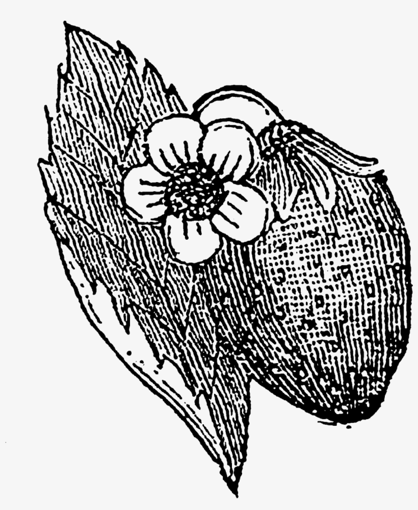 The Second Botanical Digital Stamp Is Of A Strawberry - Line Art, transparent png download