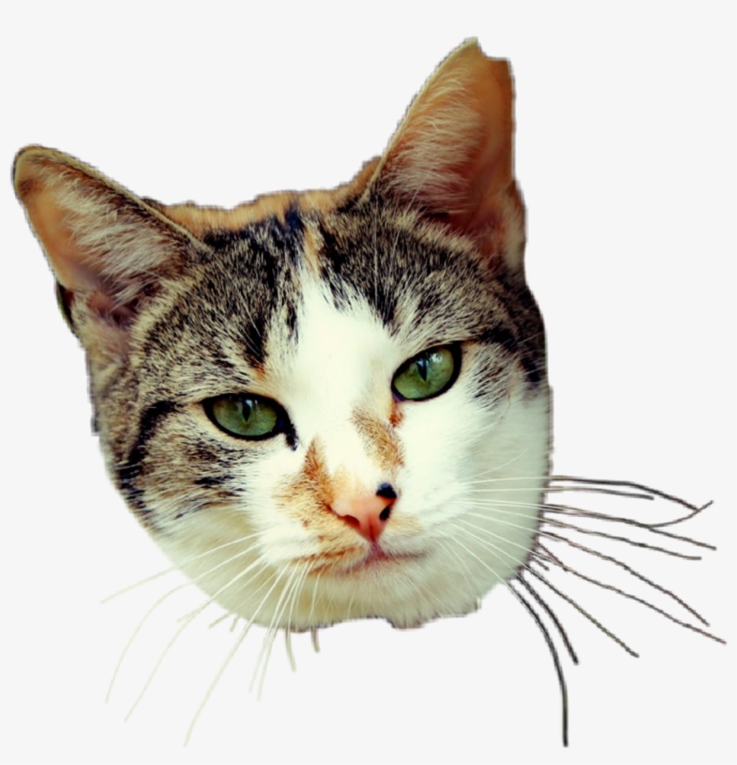 #daisy #kittylove #kitty #kitten #cat #catto #catlover - Domestic Short-haired Cat, transparent png download