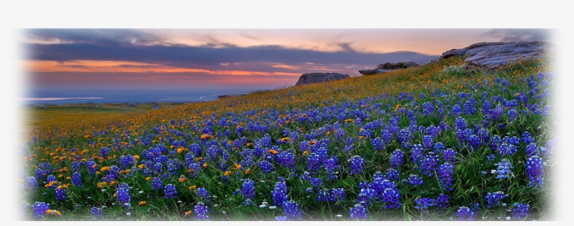 Spring Background Website 6109b229eb26c - Texas Bluebonnet, transparent png download