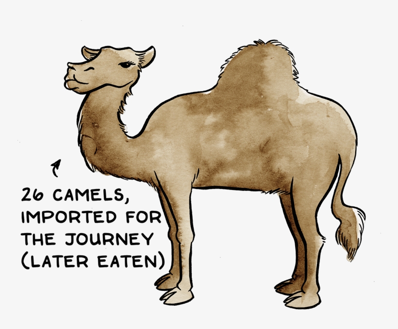 Com/what To Pack For Certain Death 11cc8f343f31 - Arabian Camel, transparent png download