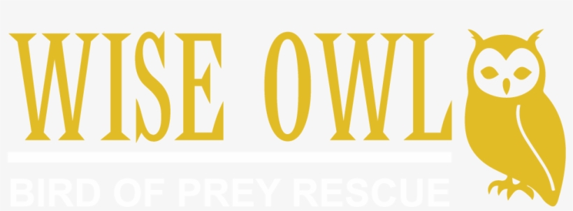 Wise Owl Bird Of Prey Rescue, transparent png download