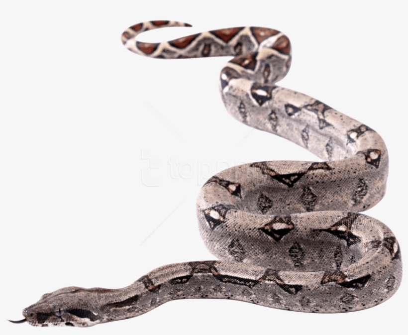 Free Png Snake Twirling Png Images Transparent - Snake Transparent, transparent png download