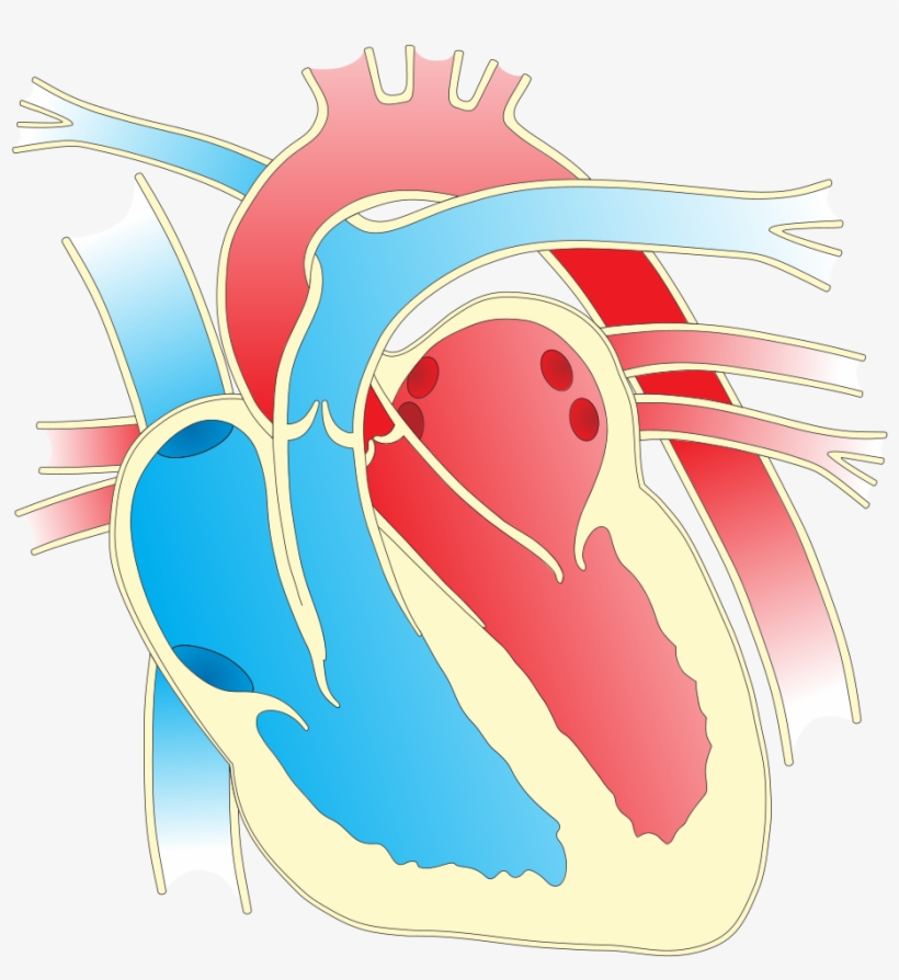 Download Image As A Png - Heart Diagram Png, transparent png download