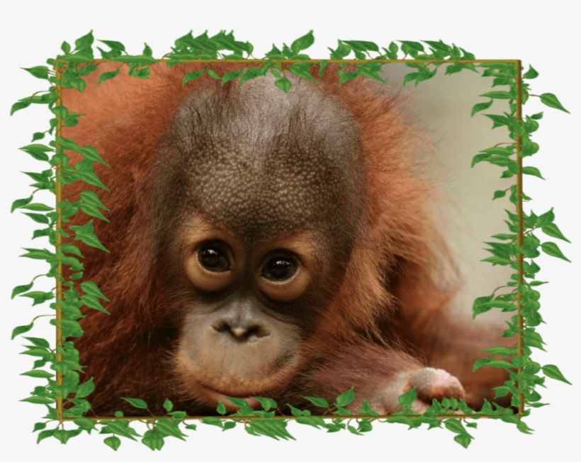 Peanut Adorable With-frame - Peanut The Orangutan Appeal, transparent png download