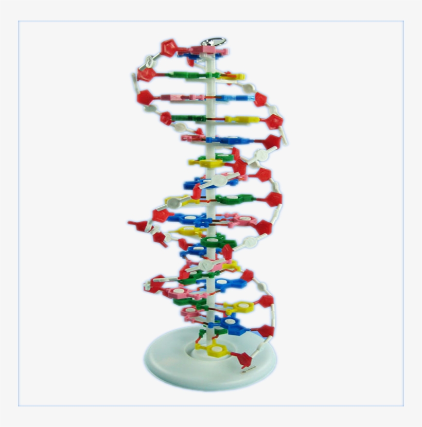 High Quality Teaching Aids Human Dna Double Helix Model - Harga Alat Peraga Dna, transparent png download