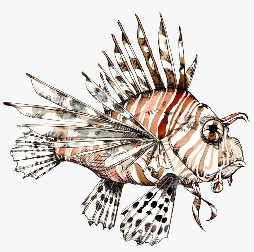 Feuerfisch Illustration - Lionfish, transparent png download