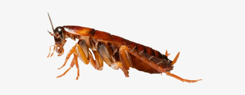 Vv Freetoedit Cucaracha - Spiders Cockroaches, transparent png download