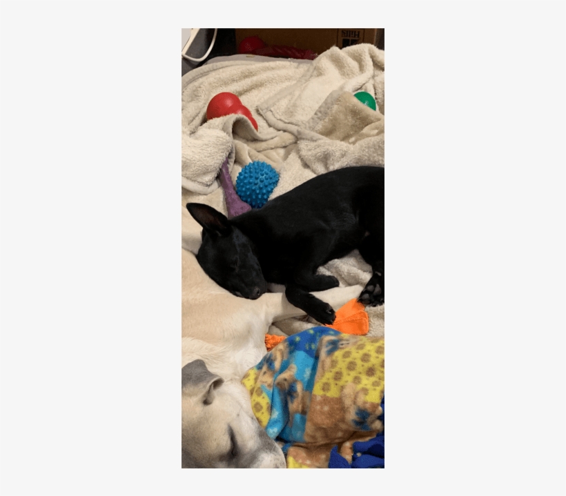 Photo Of Bruce Wayne - Dog Licks, transparent png download