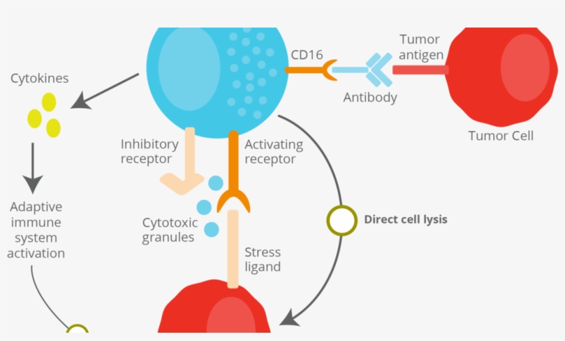 03 Jan 2019 - Diagram, transparent png download