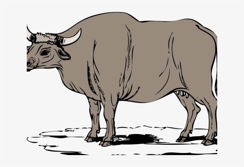 Bulls Clipart Philippine Carabao - Ox Clipart Transparent PNG - 640x480