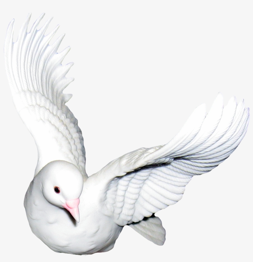 Yükle Doves Transparent & Png Clipart Free Download - Cuore E Rosa Gif, transparent png download