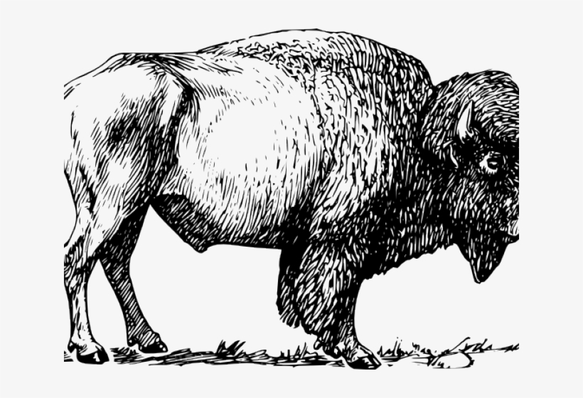 Bison Clip Art Black And White, transparent png download