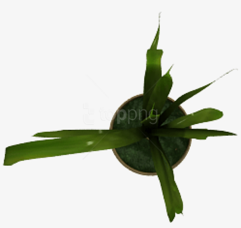 Free Png Plant Png Images Transparent - Diplocaulobium, transparent png download