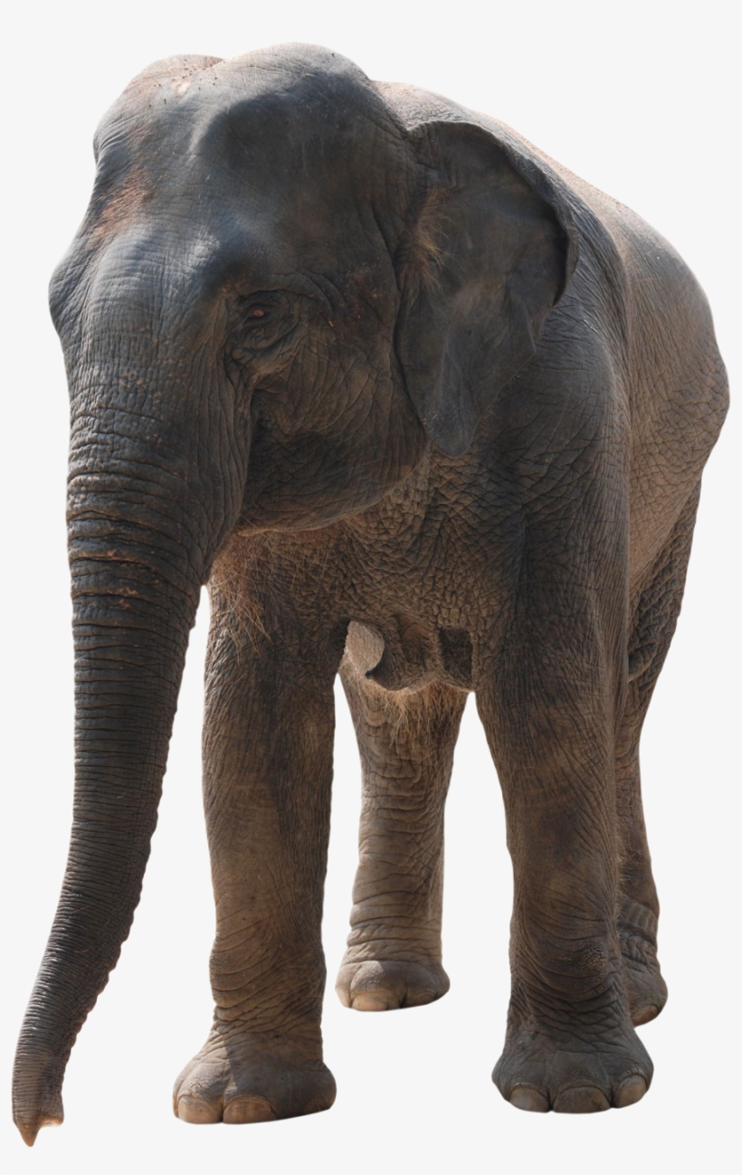 Photoshop Elephant Png, transparent png download