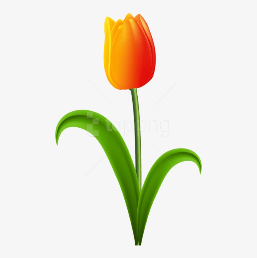 Free Png Download Beautiful Tulip Png Images Background - Tulip With Stem Clipart, transparent png download