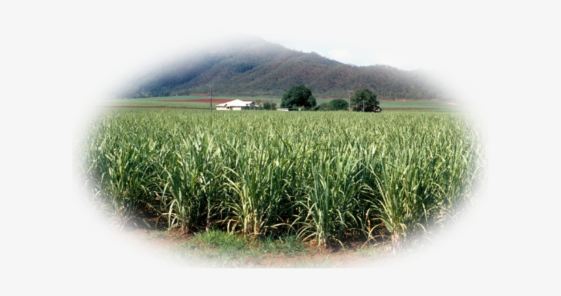 Pro-alcohol For Foundation Of Crops And Distilleries - Field, transparent png download