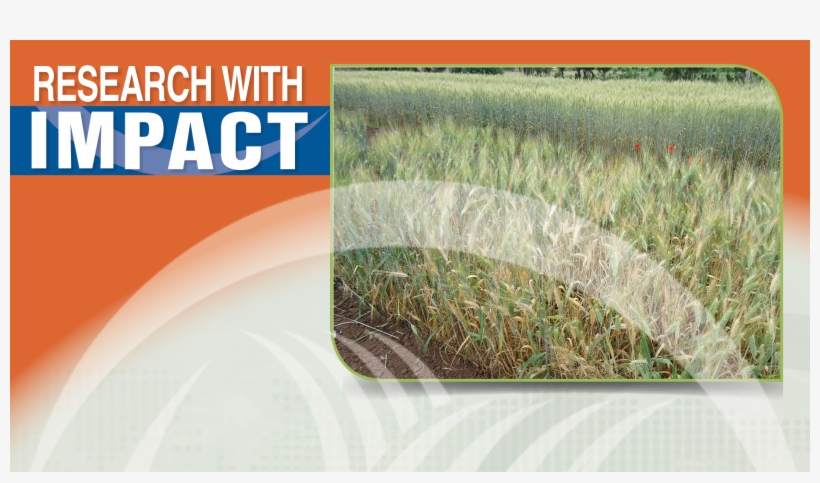 Improved Plant Nutrition Helps Moroccan Farmers Control - Grass, transparent png download