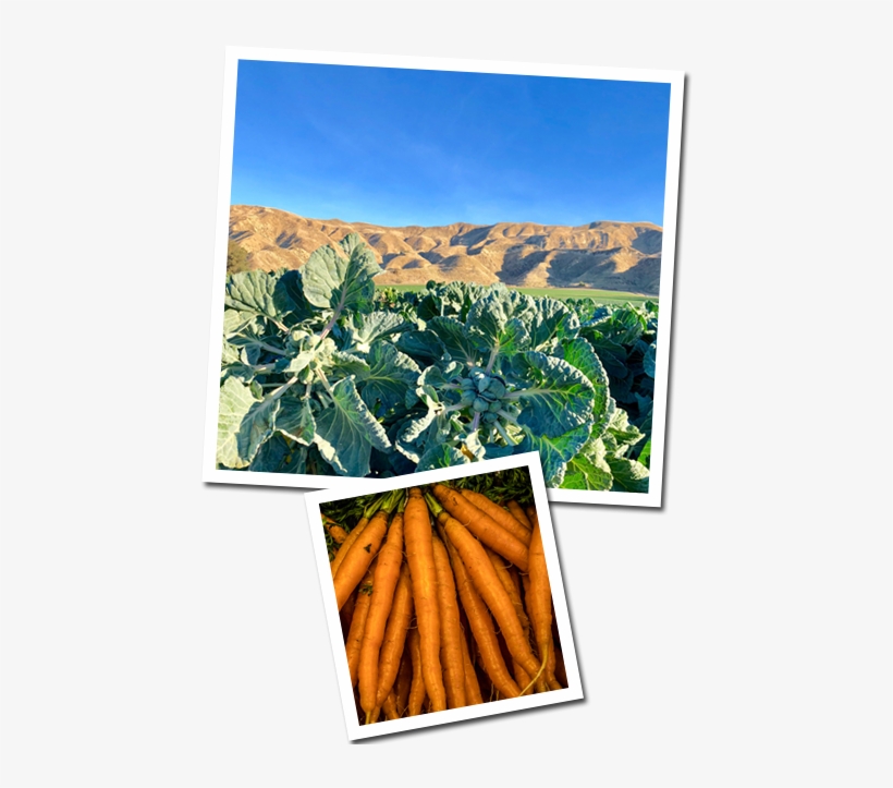 Contract Crops, transparent png download