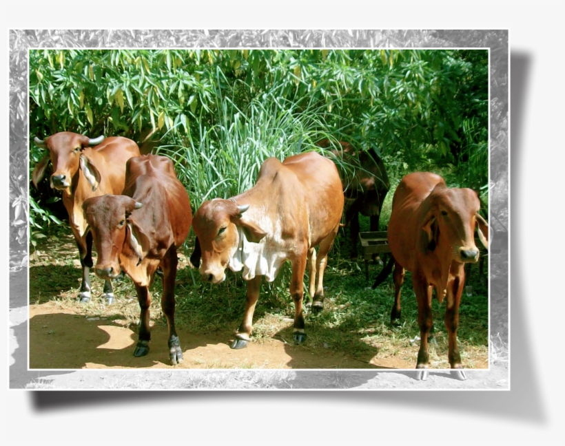 About Us - Dairy Cow, transparent png download