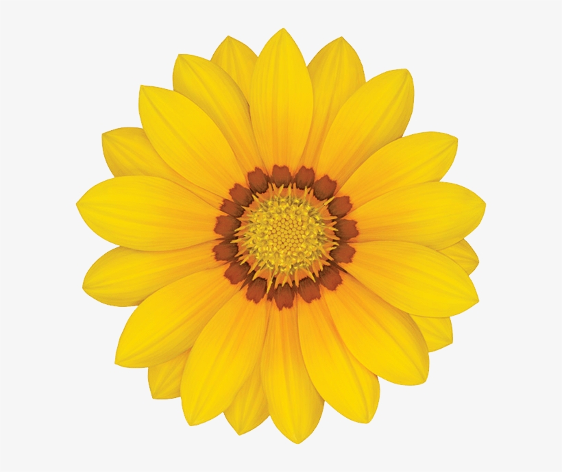 Gazania Transparent Png - Dori Piano, transparent png download
