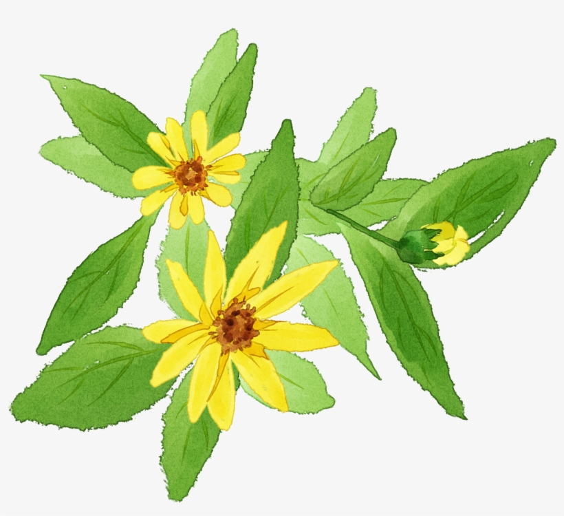 手绘黄色太阳花插画 - American Witch Hazel, transparent png download