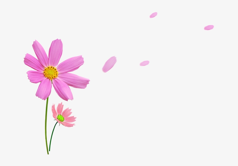 粉色菊花 - Photography, transparent png download
