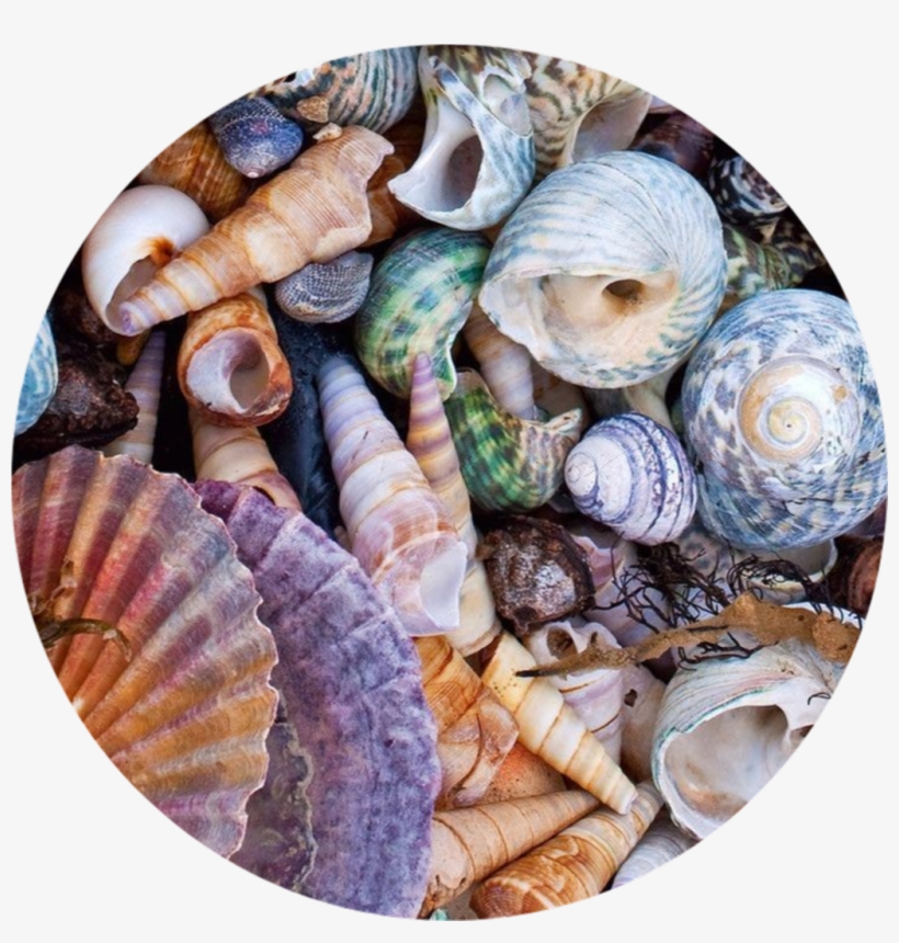Circle Png Tumblr Background Astethic Kpop Colorful - Shells Aesthetic, transparent png download